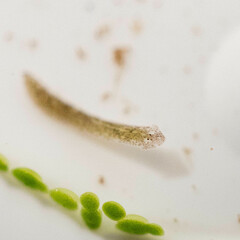 Girardia tigrina