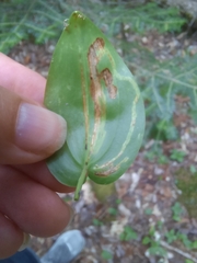 Liriomyza smilacinae