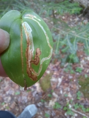 Liriomyza smilacinae