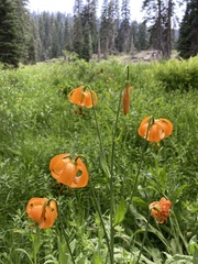 Lilium pardalinum wigginsii
