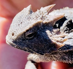 Phrynosoma braconnieri