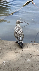 Larus