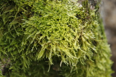 Hypnum cupressiforme filiforme