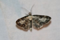 Eupithecia succenturiata