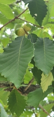 Quercus