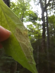 Liriomyza limopsis