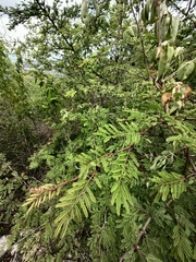 Vachellia hindsii