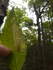 Liriomyza limopsis