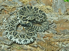 Crotalus adamanteus