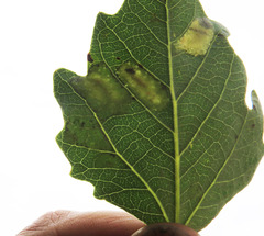 Phyllonorycter comparella