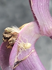 Araneae
