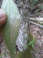 Liriomyza limopsis