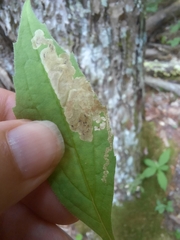 Liriomyza limopsis