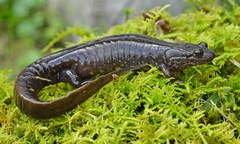 Desmognathus santeetlah
