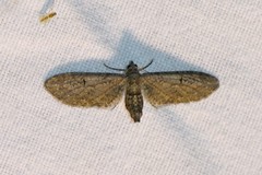 Eupithecia innotata