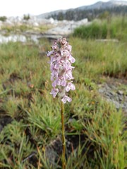 Pedicularis attollens