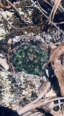 Mammillaria occulta