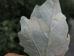 Phyllonorycter comparella