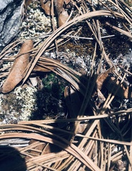 Mammillaria occulta