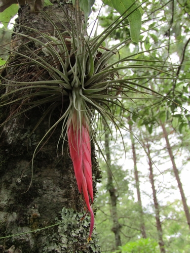 Tillandsia matudae, photograph 1