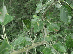 Phyllonorycter comparella