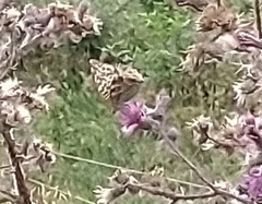 Argynnis paphia