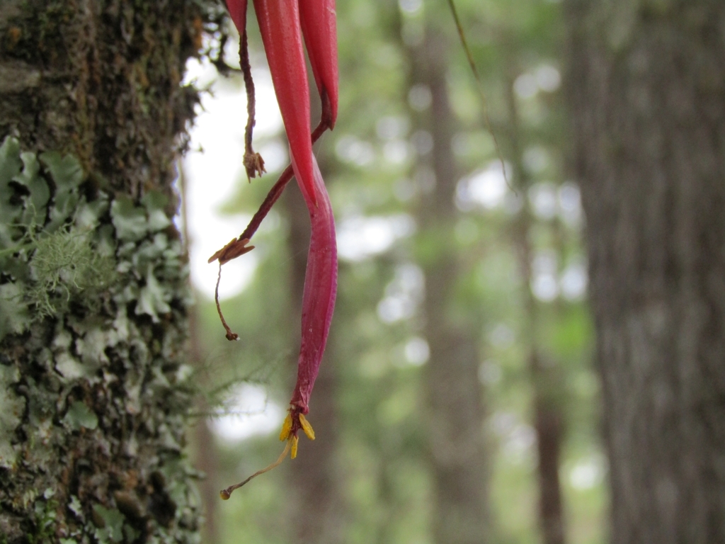 Tillandsia matudae; photograph author not stated, no rights reserved