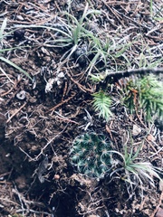 Mammillaria occulta