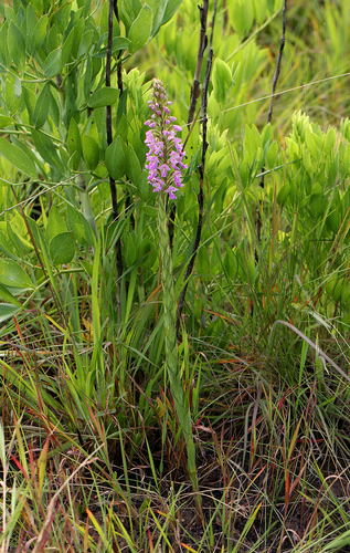 Brachycorythis image