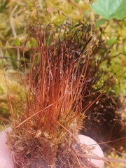 Tetraplodon mnioides