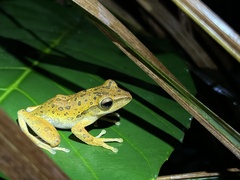 Polypedates leucomystax