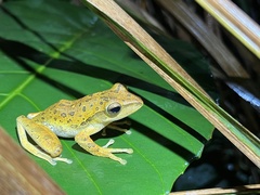 Polypedates leucomystax