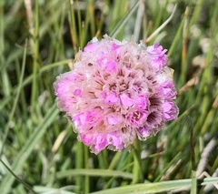 Armeria maritima sibirica