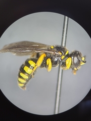 Ectemnius decemmaculatus