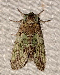 Macrurocampa marthesia