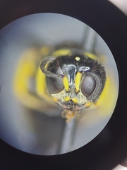 Ectemnius decemmaculatus