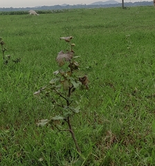 Solanum viarum