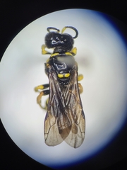 Ectemnius decemmaculatus