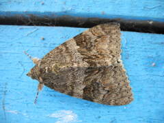 Catocala nupta