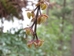 Epidendrum laucheanum