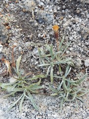 Raillardella argentea