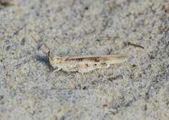 Trimerotropis maritima