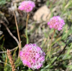 Armeria maritima sibirica