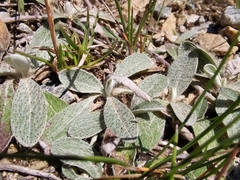 Pilosella velutina