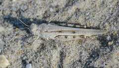 Trimerotropis maritima