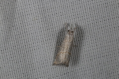 Haimbachia placidellus