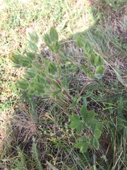 Potentilla argaea