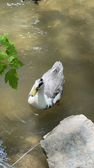 Anas platyrhynchos domesticus