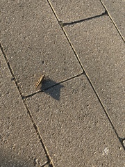 Glyptobothrus