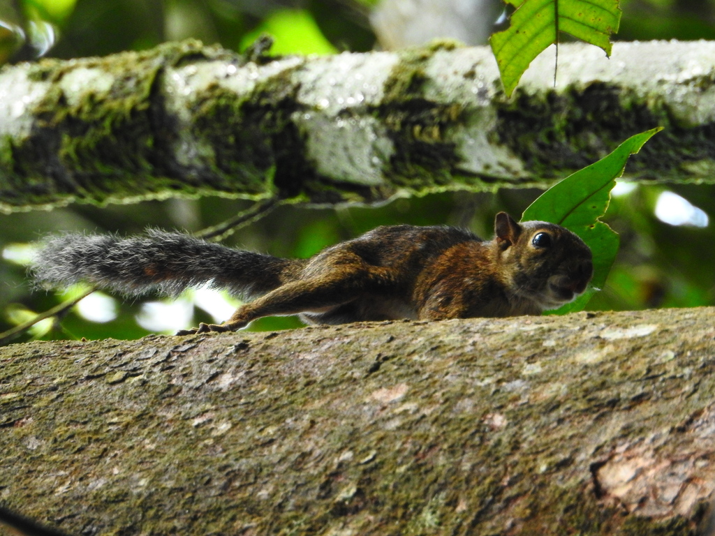 Santander Dwarf Squirrel